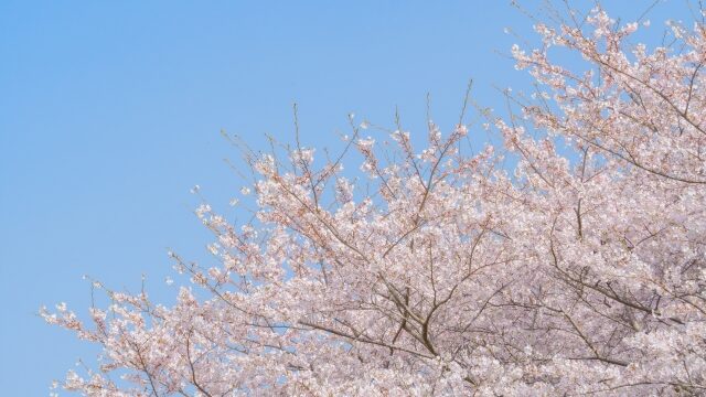 引越し挨拶の手土産はどこで買うのが一般的?